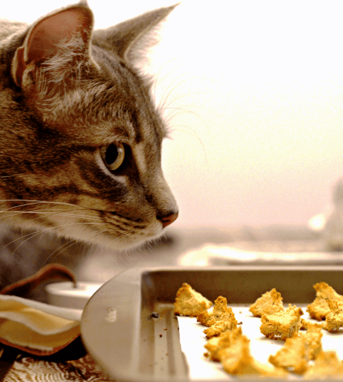 Homemade cat treats are such a fun thing to make. Your cat(s) will absolutely love you if you give them these tasty salmon cat treats.