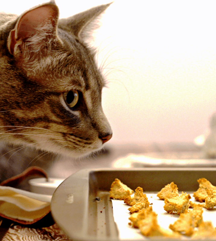 10 Easy Homemade Cat Treat Recipes.
