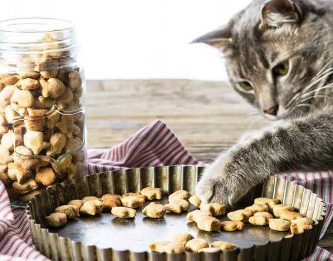 Homemade cat treats are such a fun thing to make, and your cat(s) will absolutely love you if you give them these tasty salmon cat treats.