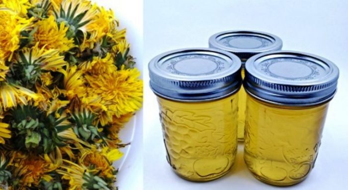 Dandelion Jelly was a fun project to try out. I was a little leery as to how it would taste so I only made one batch the first time. I made another 2 batches.