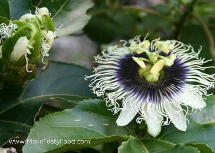 one flower just about to open and one open passion fruit flower