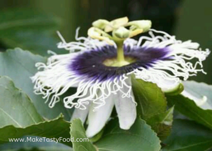 a beautiful colorful passion fruit flower