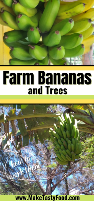 Pinterest image of Farm Bananas and trees.
