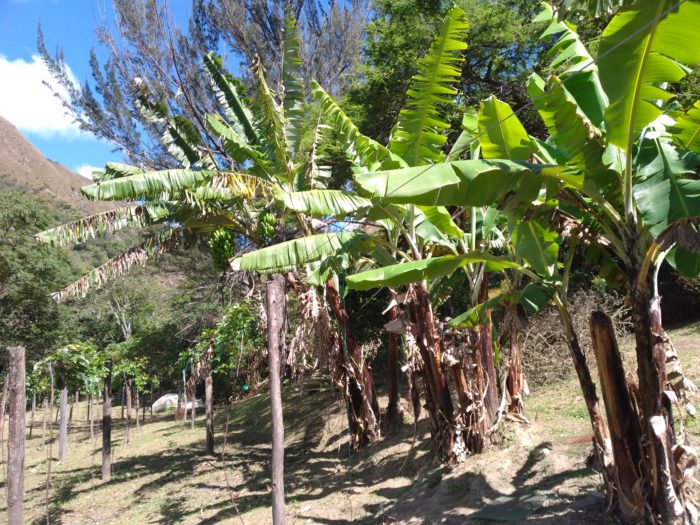 banana trees on the farm