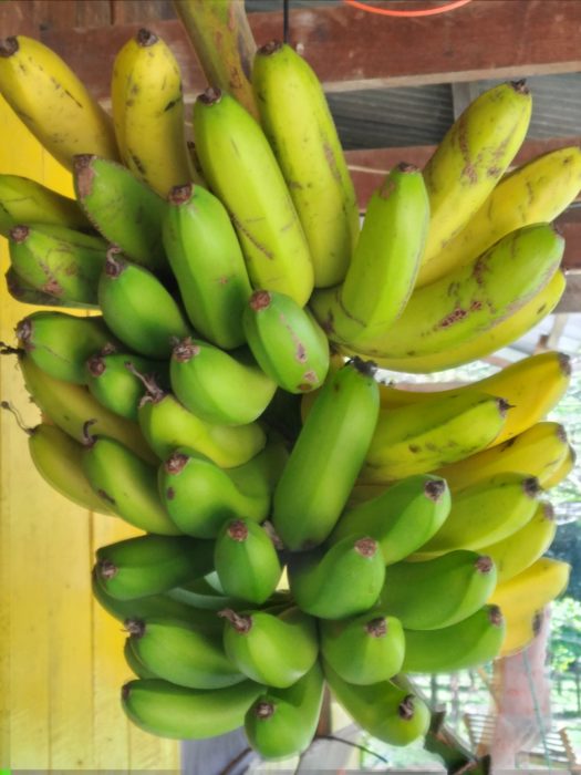 A greener bunch of bananas hanging in cool shady area nearly ripe