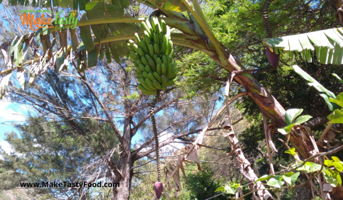 a bunch of bananas hanging from a tree nearly ripe