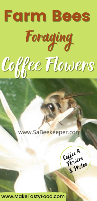 Farm Bees Foraging Coffee Flowers