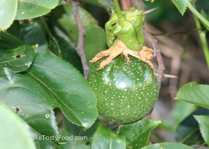 a young passion fruit growing