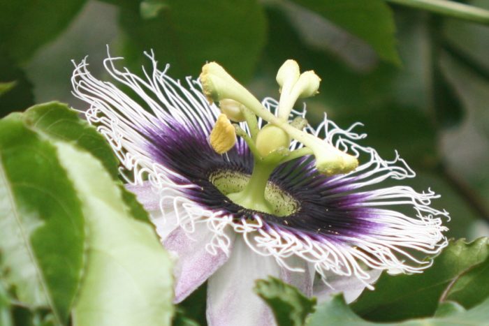 beautiful passion fruit flowers been pollinated on the vines on the farm