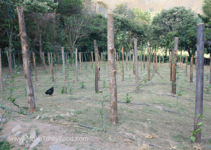 passion fruit vines starting to grow and chickens