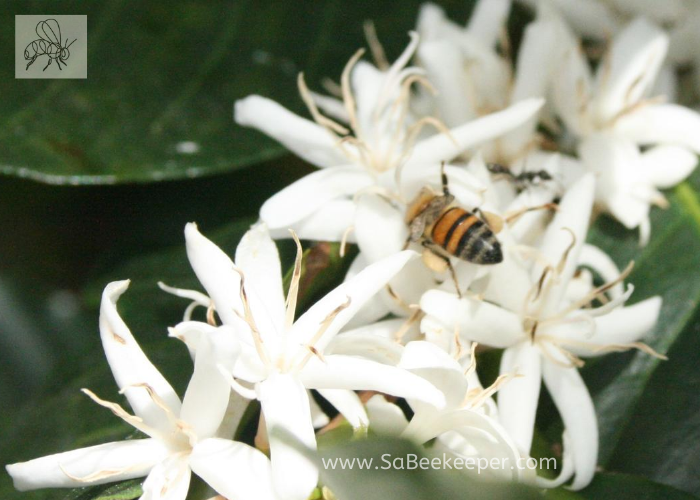 honey bee foraging on coffee flowers