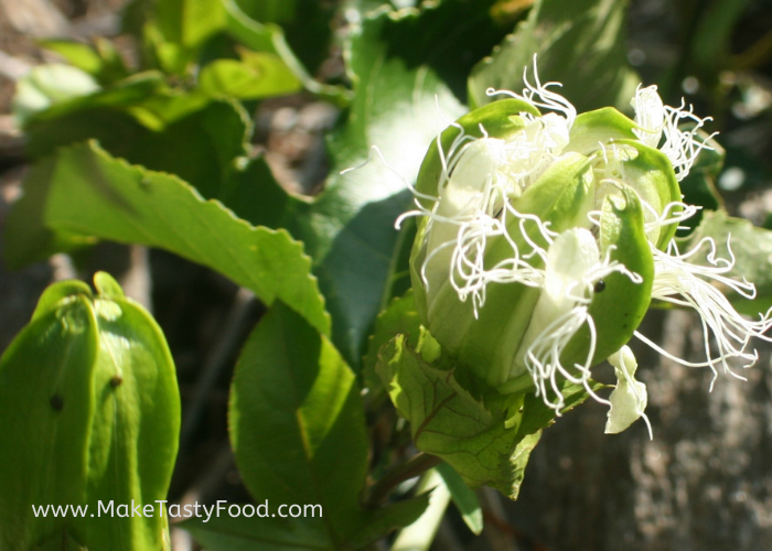 frilly corona from the passion fruit flower before it opens