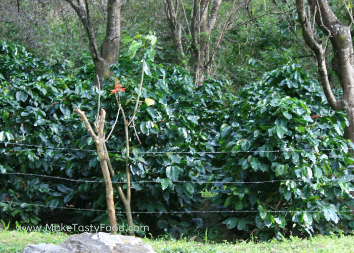 Coffee trees under shade on the farm