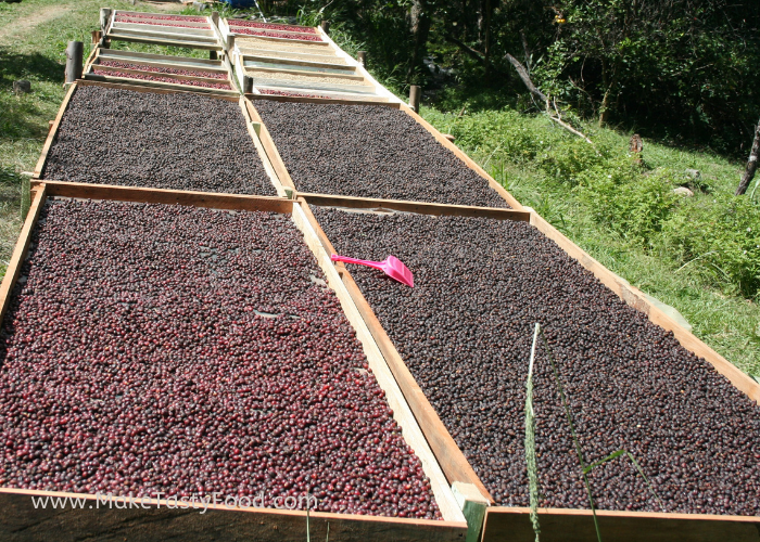 coffee beans drying on beds
on the farm
