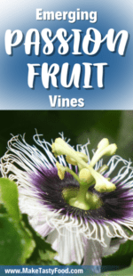 Emerging Passion Fruit Vines
