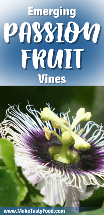 Emerging passion fruit vines