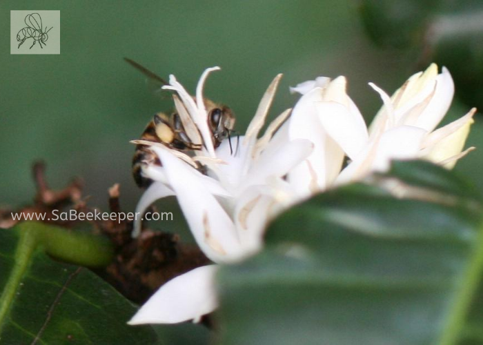 coffee flowers and a honey bee pollinating these very aromatic flowers