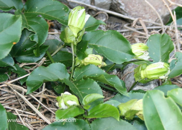 the beginning of the passion fruit flower before it opens