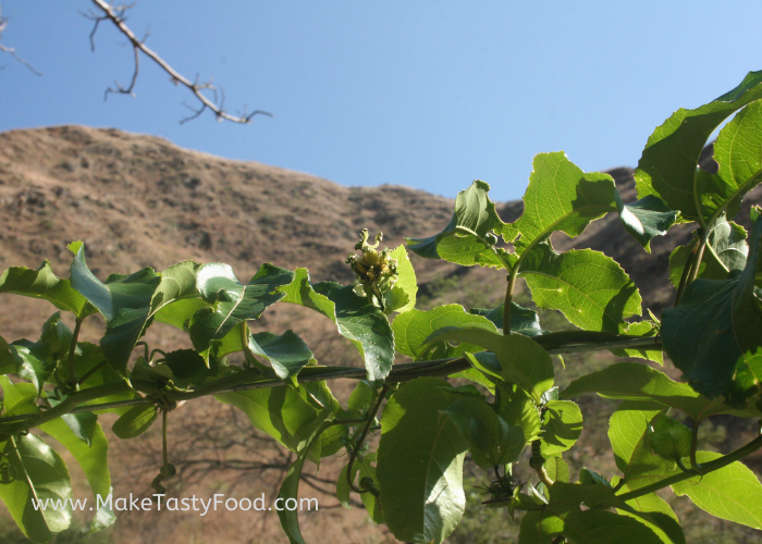 the buds starting to come out of the plants