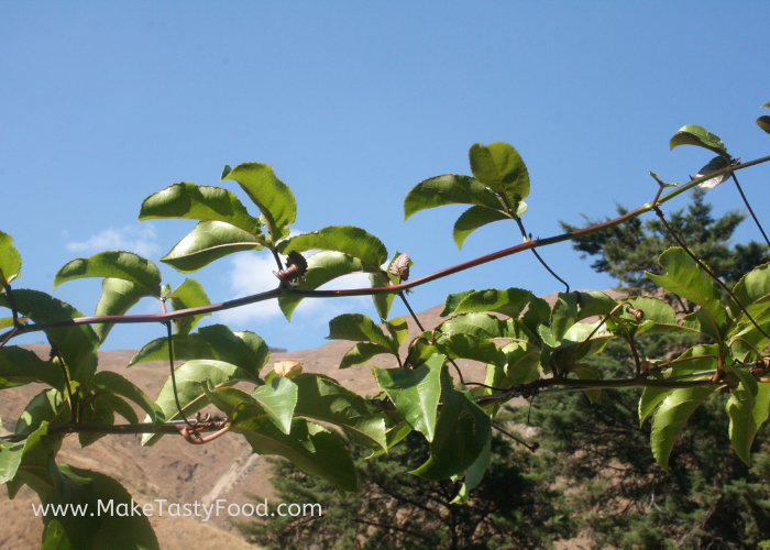 passion fruit plant tendril clinging to the vines