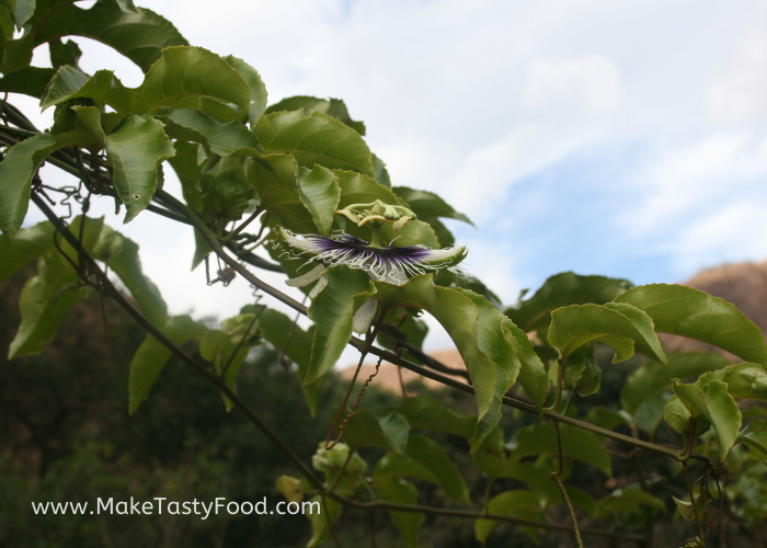 a passion fruit flower