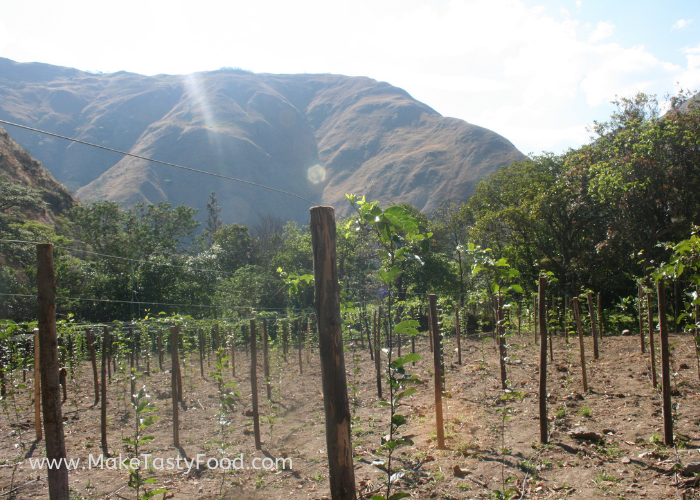 growing on the top vine at last are the passion fruit plants