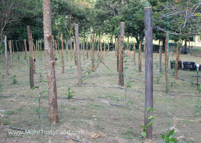 young passion fruit vines