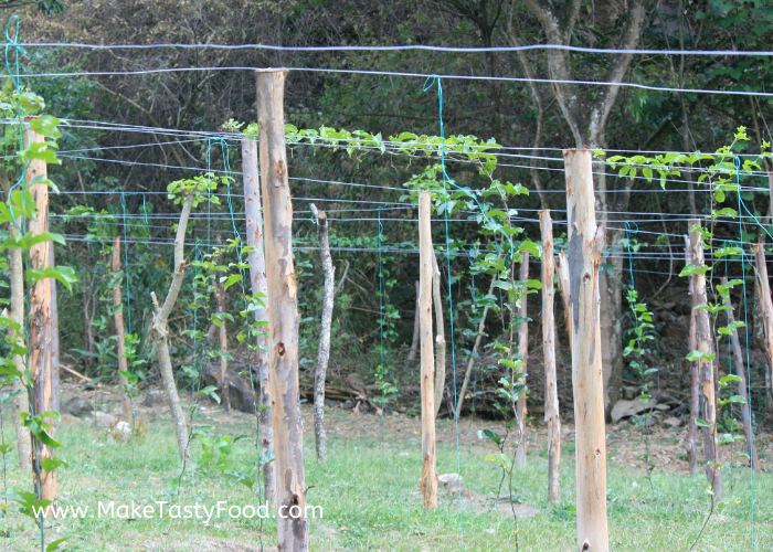 the passion fruit plants have reached the top vine