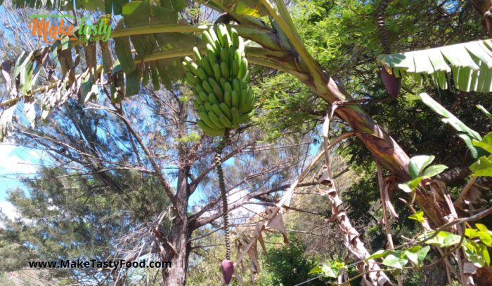 Farm Bananas and Trees