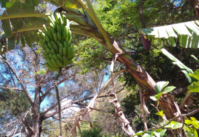 Farm Bananas and Trees. Information on banana trees life cycle and tips on how to take care of a bunch of bananas on the farm.