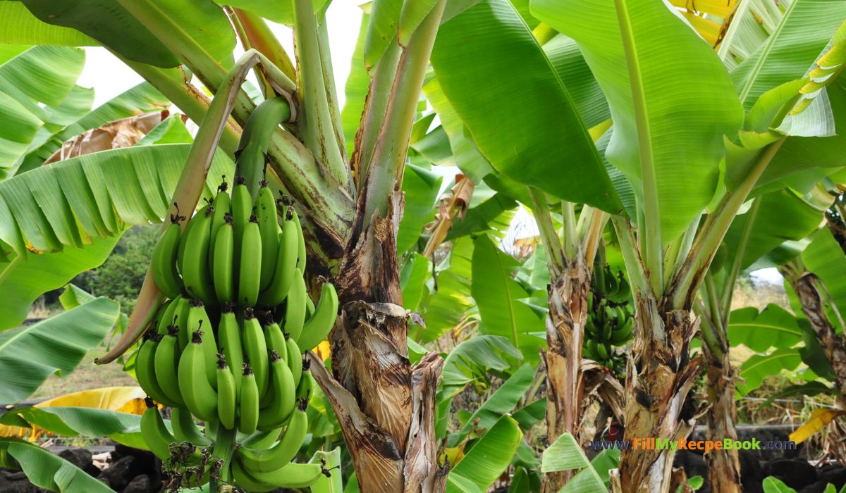 Farm Bananas and Trees. Information on banana trees life cycle and tips on how to take care of a bunch of bananas on the farm