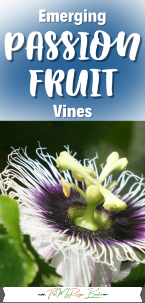 On the farm in southern Ecuador. Our new vines of passion fruit plants are growing nicely. Pretty flowers and fruit emerge when fully grown.