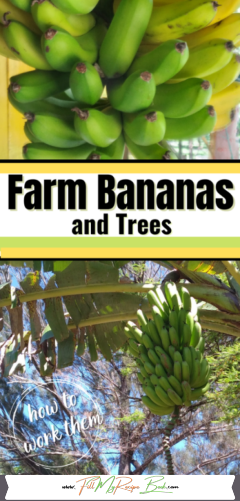 Farm Bananas and Trees. Information on banana trees life cycle and tips on how to take care of a bunch of bananas on the farm.
