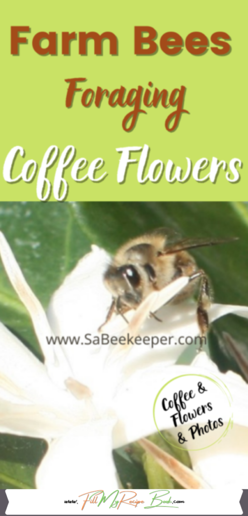 Farming coffee and passion fruit enables us to photograph so many species of bees in fields on flowers. They are great pollinators for all the fruits and vegetables on the farm.